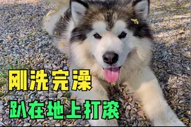 呆萌狗狗刚洗完澡，就趴在地上滚过去滚过来，气得主人破口大骂视频封面