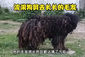 流浪狗毛发沾满泥土好心人把它收留，剃完毛发后的狗狗大有不同视频封面