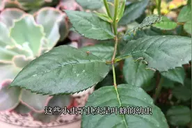 月季花叶上的小青虫整齐排例着啃食叶片，这是什么虫，如何治