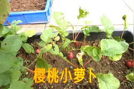 淘宝拼多多买来的“樱桃小萝卜”种子，进行对比试种，结果如何？视频封面