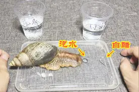 “非洲蜗牛”喝了白醋是什么反应？没想到喝下去之后，反应太强烈