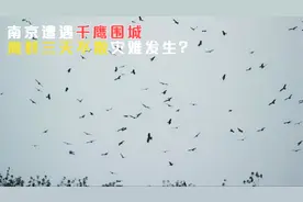 南京遭遇“异常现象”，鹰群三天不散，是在预示灾难即将发生吗？视频封面