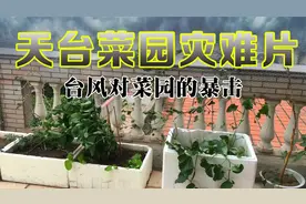 台风对天台菜园的打击，超乎想象，3种瓜齐灭顶，太惨了视频封面