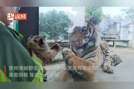 母亲节小老虎与虎妈相认，画面又萌又温馨