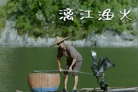 专为抓鱼而生的鸟，三两下就抓满一箩筐，非遗传承之漓江渔火