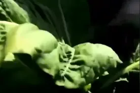 香烟生产之从新鲜烟草到成品烟装盒打包的全过程