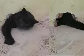 满身屎尿剩4斤！湖北一猫被困墙缝20天，女主人打洞救出当场泪奔视频封面