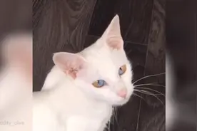 一只眼球两种颜色！英国猫咪因独特外表成网红猫