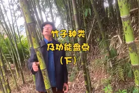 「竹编」竹子种类盘点，鱼竿竟然是竹子做的视频封面