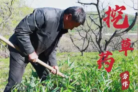 峰叔板栗树下种满草药 细辛 玉竹 人参 只要肯干就不会再受穷视频封面