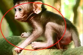 刚出生几天的小猴会走路了，真是太棒了