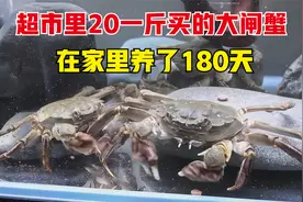 超市里20一斤买的大闸蟹，在家里养了180天，一年四季都有螃蟹吃视频封面