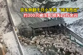货车侧翻千只小羊羔“倾泻而出”，约300只被压死，损失25万余元视频封面
