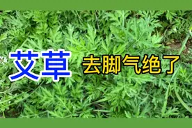 艾草去脚气脚臭太绝了！！真好用，都断根啦视频封面