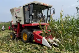 农民购买全新款玉米收割机，专门收割玉米籽粒，半个小时收费六百视频封面