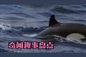 人类在海上游泳遇到虎鲸会怎样？现实案例告诉你答案！
