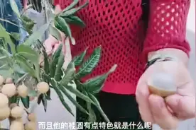 茉莉花之乡-犍为清溪镇印象（三）随处·可见荔枝、桂圆