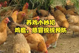 农村小伙养鸡剑走偏锋，将食醋喂鸡用的淋漓尽致，鸡瘟感冒样样治