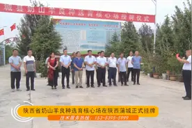 陕西省奶山羊良种选育核心场在陕西蒲城正式挂牌视频封面