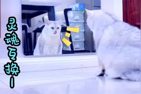 小猫咪和主人灵魂互换，主人竟然还帮它写作业视频封面