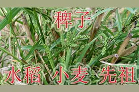 古老的粮食植物稗子，是水稻与小麦的祖先，农民常当杂草除掉