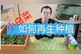小白菜如何再生种植？再生的菜比买来的还多，看看我是怎做到的！视频封面