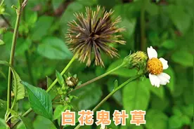 咸丰草药名白花鬼针草泡水喝功效了不得，解决了很多人的生活困扰