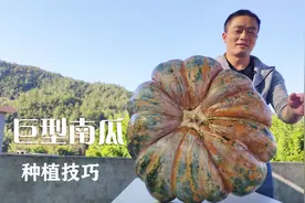 种南瓜有技巧，先挖大坑再填草，一个瓜就2000斤很多人都没见过视频封面