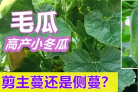 毛瓜/节瓜/冬瓜如何修剪？主蔓打顶吗？高产小冬瓜视频封面