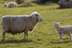 羊的叫声1 sheep cry 1