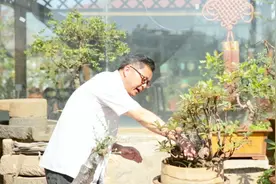 喜欢马缨花盆景的朋友，这些栽培小技巧你知道吗？视频封面