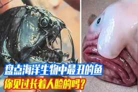 盘点海洋生物中最丑的生物，你见过长着人脸的鱼类吗？视频封面