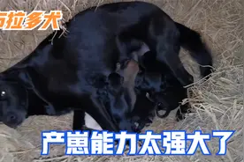 湖南临澧，拉布拉多犬产下9只小狗崽，黑溜溜的一堆太可爱了！