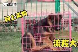 在网上买狗，它是怎么运输到你手里的呢？或许不是你想的那样视频封面
