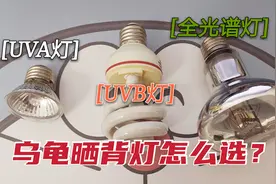 有必要给龟龟买晒背灯吗？哪种晒背灯比较好？养龟新手必看！
