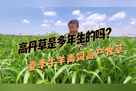 高丹草是多年生的吗？原来很多人都被骗了，养牛羊现割现喂就种它视频封面