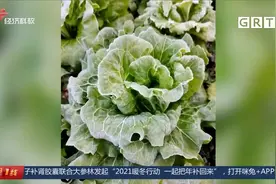揭阳揭东：粤东降温霜冻来袭 农作物“很受伤”菜农们愁眉不展