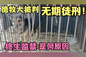 德牧犬十二年被关在铁笼里！主人说要关到它死去，我该帮助狗狗吗视频封面