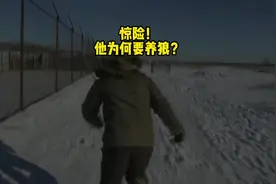 惊险！他为何要养狼？