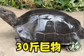 30斤的亚洲巨龟你见过吗，亚巨母龟有机会长到30斤吗？
