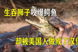“生吞”狮子咬爆鳄鱼，非洲第一神兽河马，却被美国人做成汉堡？视频封面