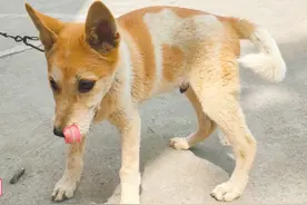 老人刚买到一条尾巴又长又粗的小土狗，这种狗长大会非常漂亮