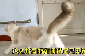 逛宠物市场买回来一只布偶猫，没见过这么好看的猫尾巴，你喜欢吗