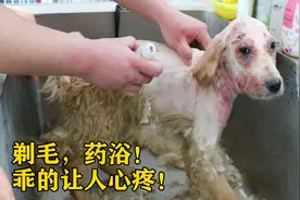 金毛得皮肤病了，带它去看兽医花了370元，能治好吗？