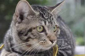中国养猫开始，狸花猫的起源，猫成宠物