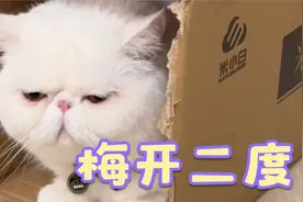 我都没住过别墅你一只小猫咪凭啥住！哈哈哈哈哈视频封面