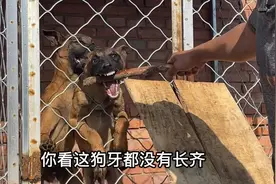 从山东4000块买的品种马犬，回到家就开始咬人，隔着笼子连人都咬视频封面