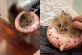 小猫气鼓鼓！主人突然吓唬小猫咪，后果严重到猫咪生气哄不好