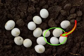 男子开养鸡场，却将自家的鸡蛋全部埋进土里，村民：无法理解！视频封面