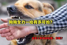 狗全力一咬会有多可怕？成年人的手臂，真可以瞬间咬穿、折断？